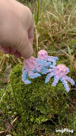 Baby Hole Octopus