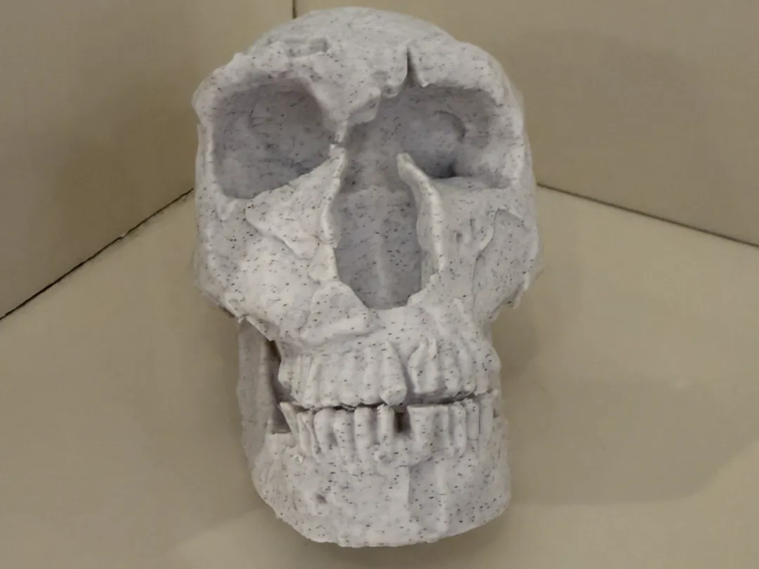 Neanderthal skull - Free 3D Print Model - MakerWorld