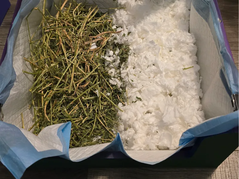 Cat or Rabbit/Bunny Litter Box. 