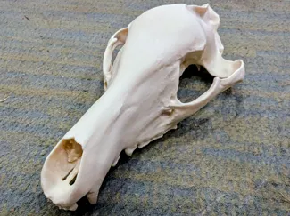 Thylacine Tasmanian Tiger Skull