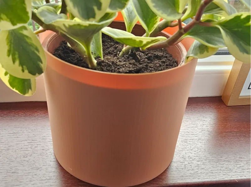 bin / plant bin cover