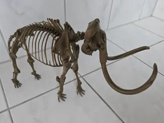 Mammuthus primigenius fossil model
