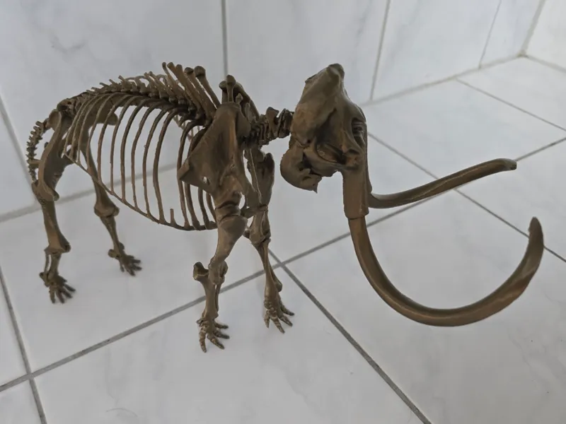 Mammuthus primigenius fossil model
