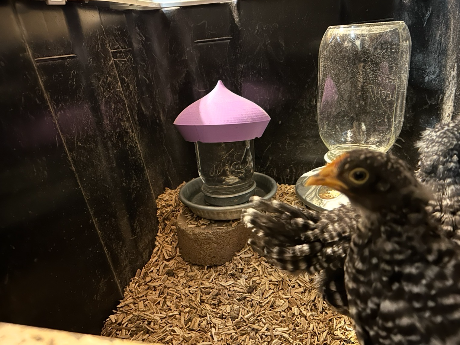 Anti-Roost Ball Jar Feeder/Waterer Hat