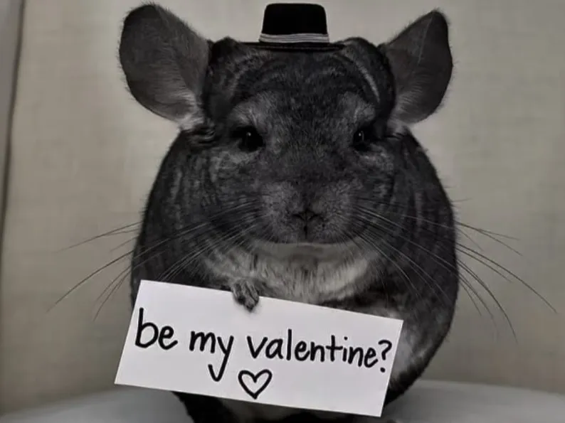 Valentinstag Chinchilla Geschenk