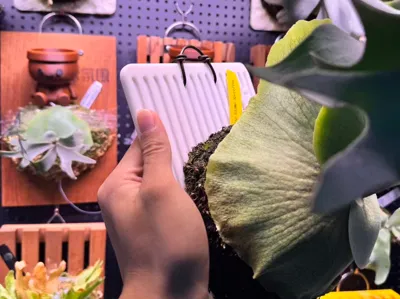 Striped Staghorn Fern planting board size 22*16.5cm, can be scaled up or down