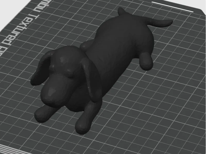 Cute Little Dog 