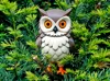 Eurasian Eagle Owl - No AMS - A1 mini