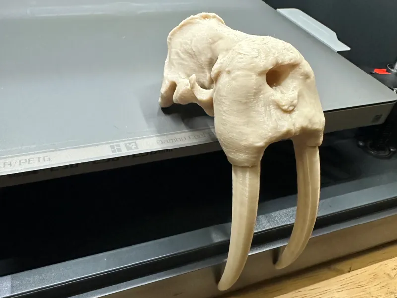 Walrus Skull