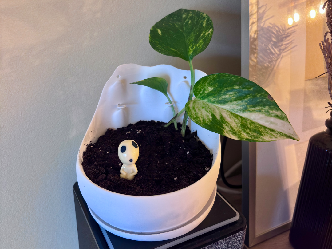 Pothos Training Planter with Stem Clips