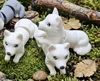 white wolf