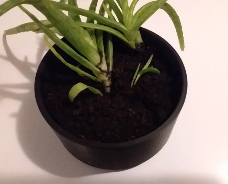 Inter flower pot