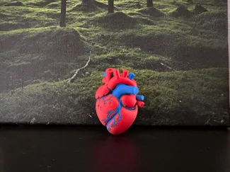 Anatomical Human Heart (Optional Articulated Legs)