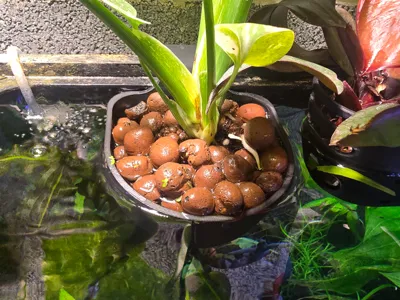 Planter for a 55-Gallon Aqueon Aquarium
