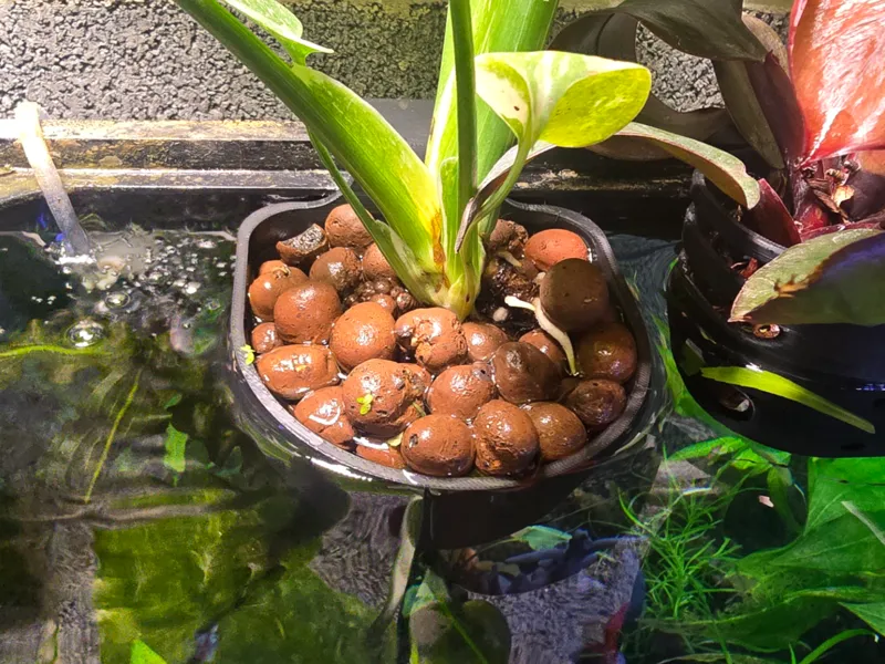 Plant Container For 55 Gallon Aqueon Tank