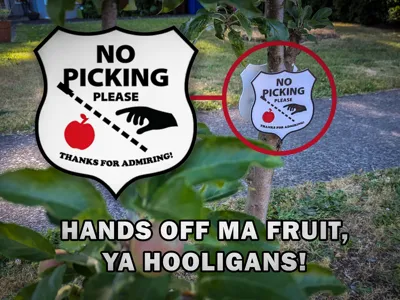 No Picking Please (Apples)