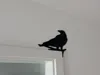 Raven