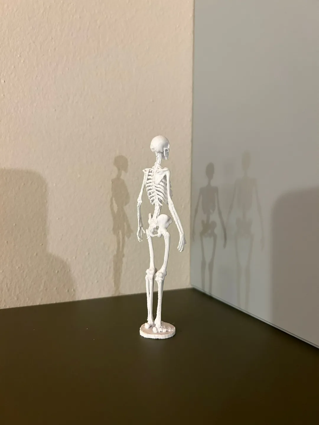 Bone Anatomy Of The Human Skeleton view 3