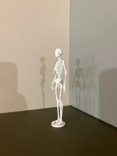 Bone Anatomy Of The Human Skeleton by Zorzet90 MakerWorld: Download ...