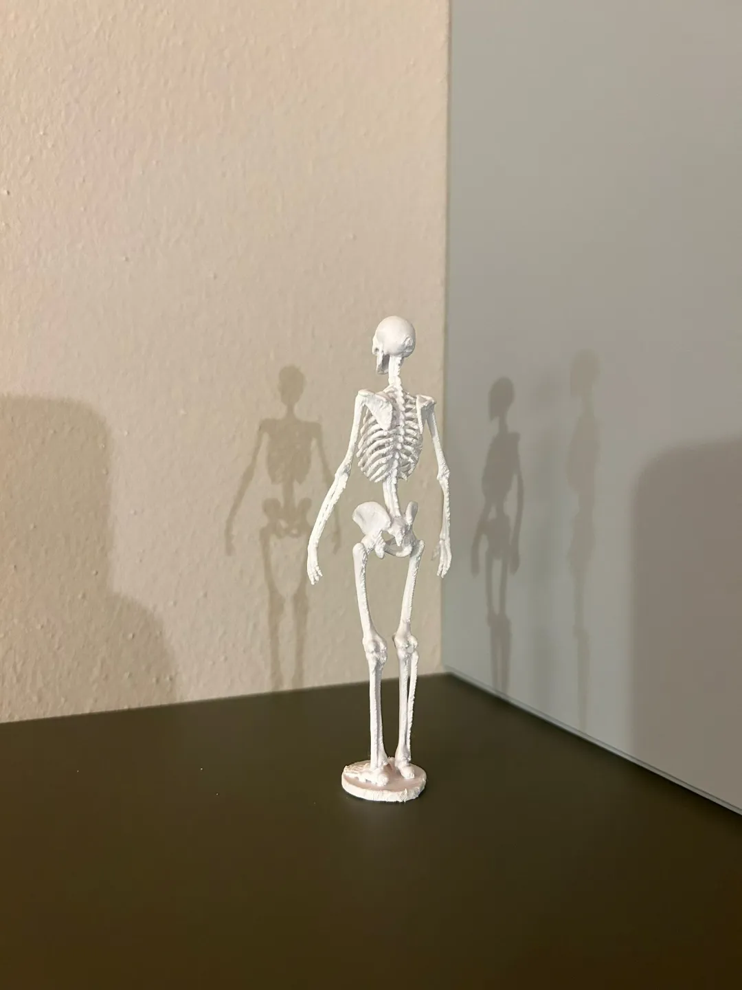 Bone Anatomy Of The Human Skeleton view 2