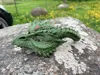 Dragon Mask