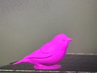 Canari — photo 2