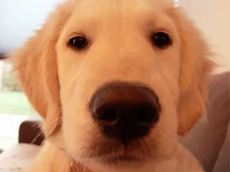 dog lithophane