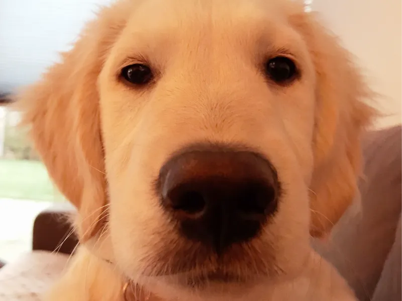 dog lithophane