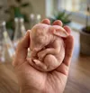 Rabbit Embryo 6CM