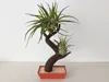 bonsai air plant holder for A1mini