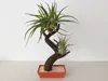 bonsai air plant holder