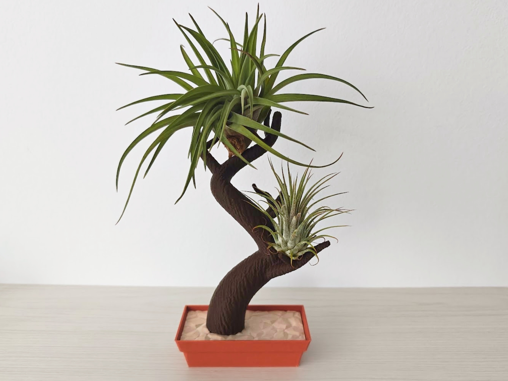 Bonsai air plant holder