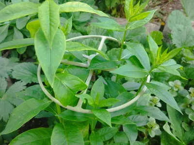 Plant support ring - 210 mm