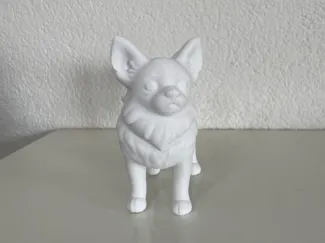 Chihuahua stehend