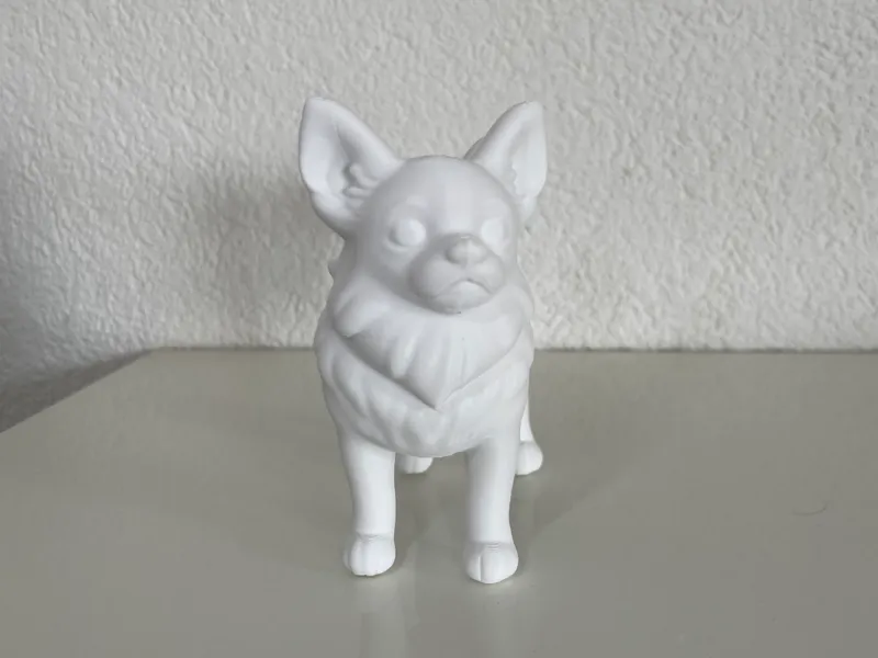 Chihuahua stehend