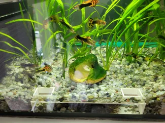 tunnel for fish
