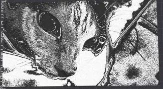 Cat Portrait in Black and white with dots