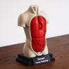 Human torso anatomy Multi Color