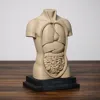 Human torso anatomy duel color