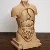 Human torso anatomy Single color