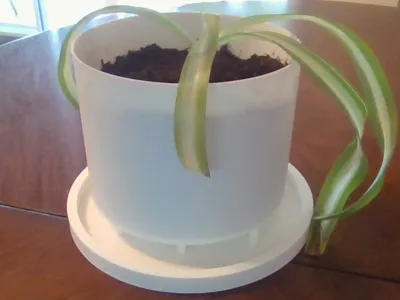 Mothers day flower pot