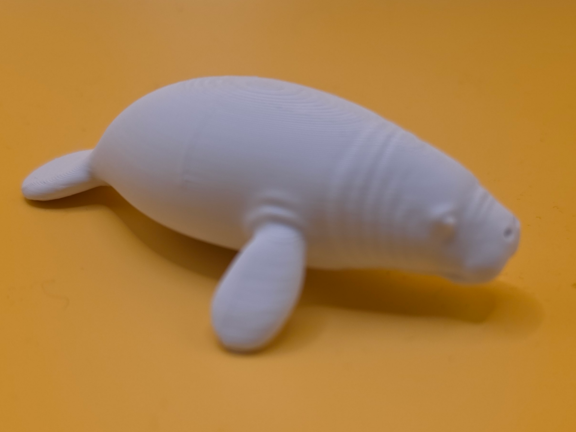 Manatee – Cute Sea Animal, Tiere aus aller Welt