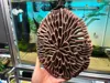 0.2mm nozzle, 0.1mm layer, 4 walls, 15% infill