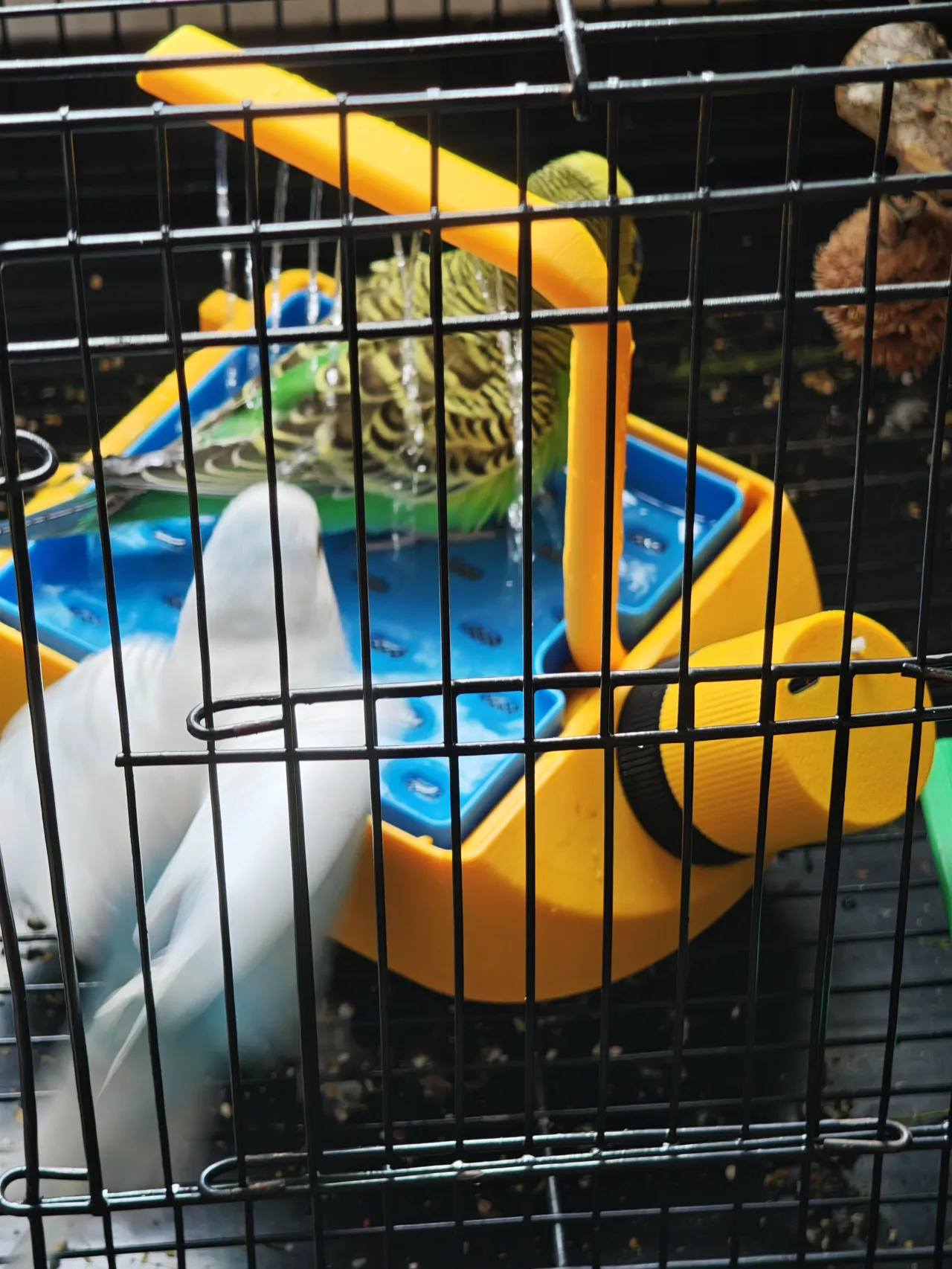 Budgie Shower Spa – Mini Bird Bath Fountain view 4