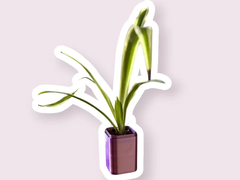 Seed starter