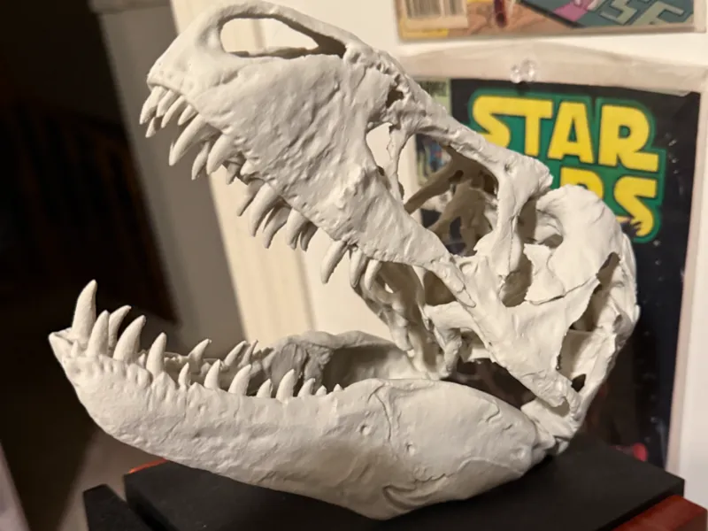 T-rex Skull Replica
