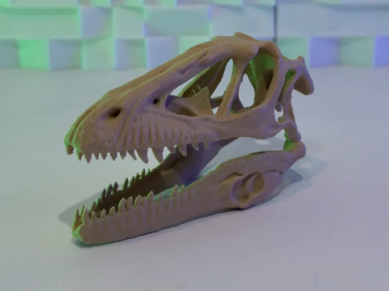 Deinoychus Skull (15-25 Grams)