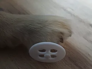 Rat Wheelchair