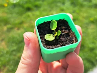 Mini cheap seedling planter cup - hole or no holes
