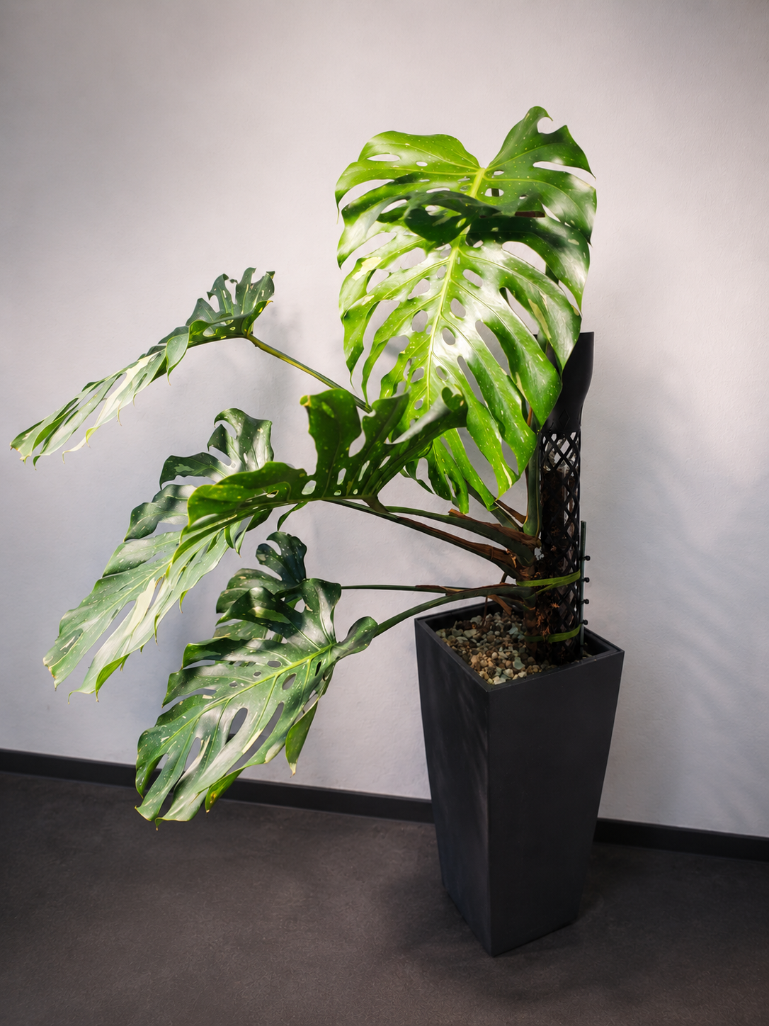 monstera albo mint Monstera adansonii 'Mint'